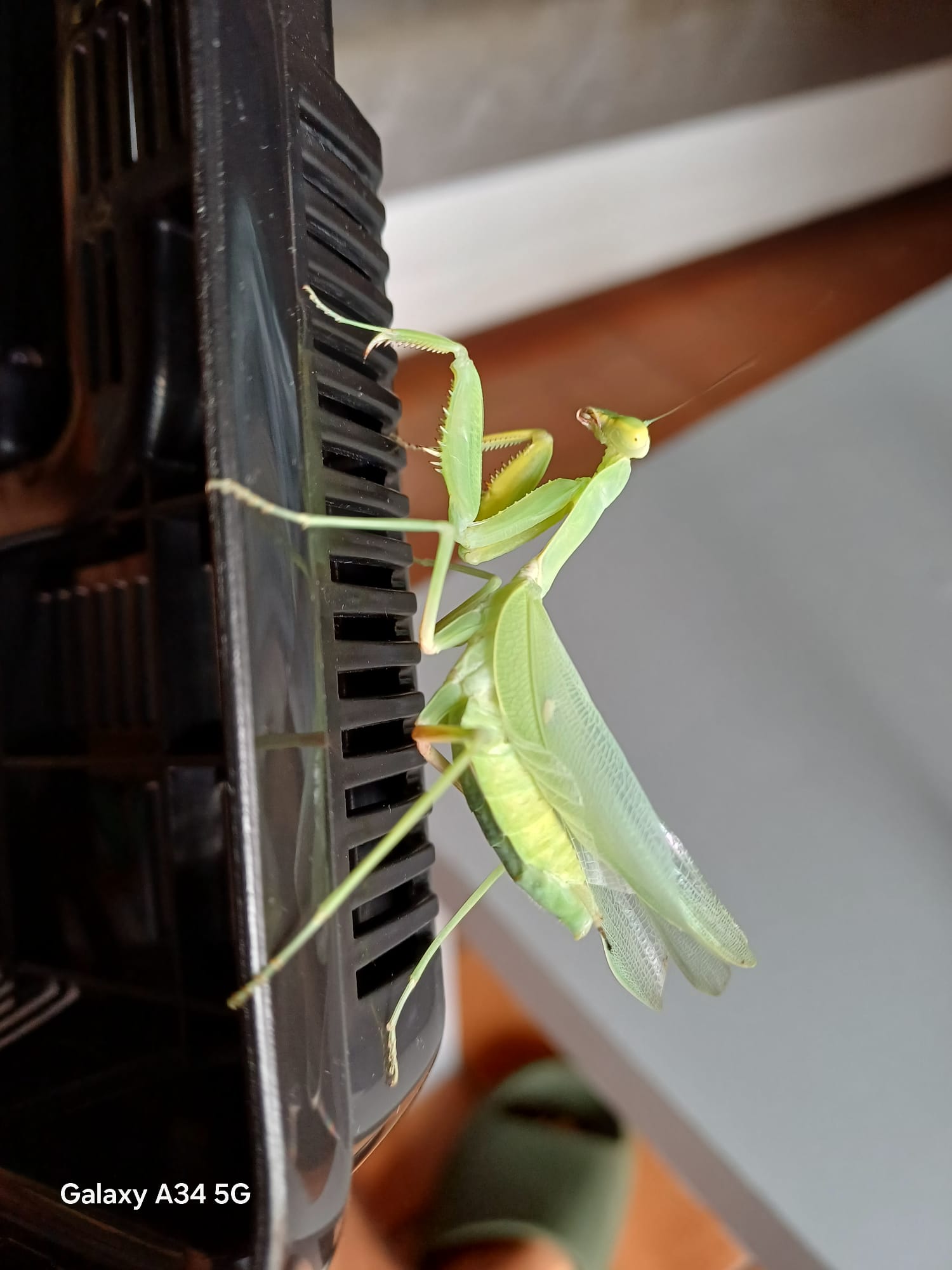 Richiesta identificazione mantide. Grazie mille